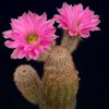 Echinocereus_florestii